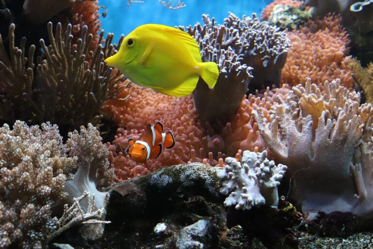 anemone, fish, underwater-4475898.jpg
