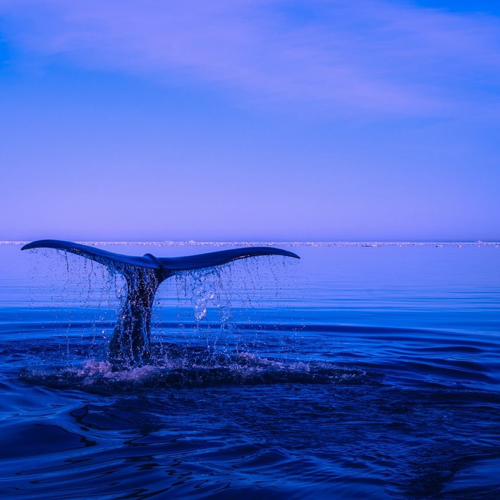 sea, humpback whale, tail-2052650.jpg